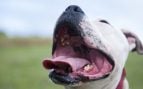 Perros, animales, mascotas