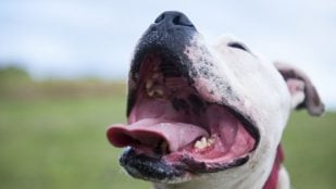 Perros, animales, mascotas