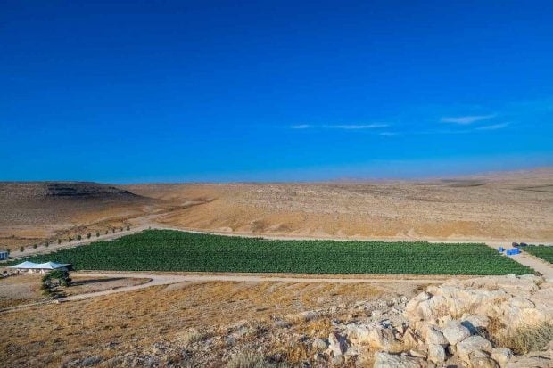 negev vinos israel