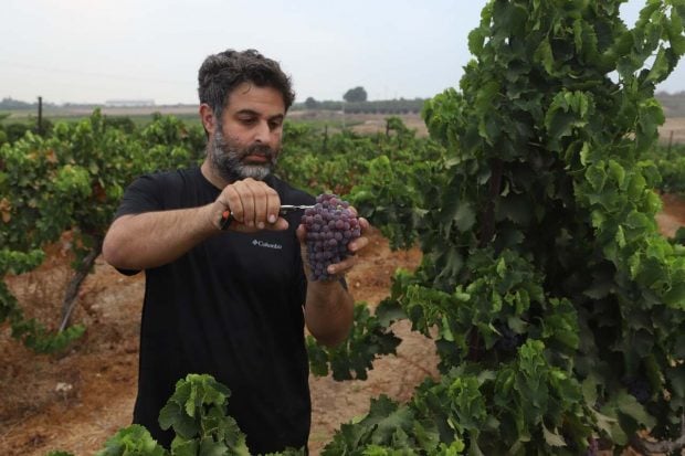 negev vinos israel bodegas