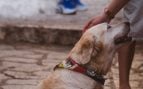 Personas que acarician perros