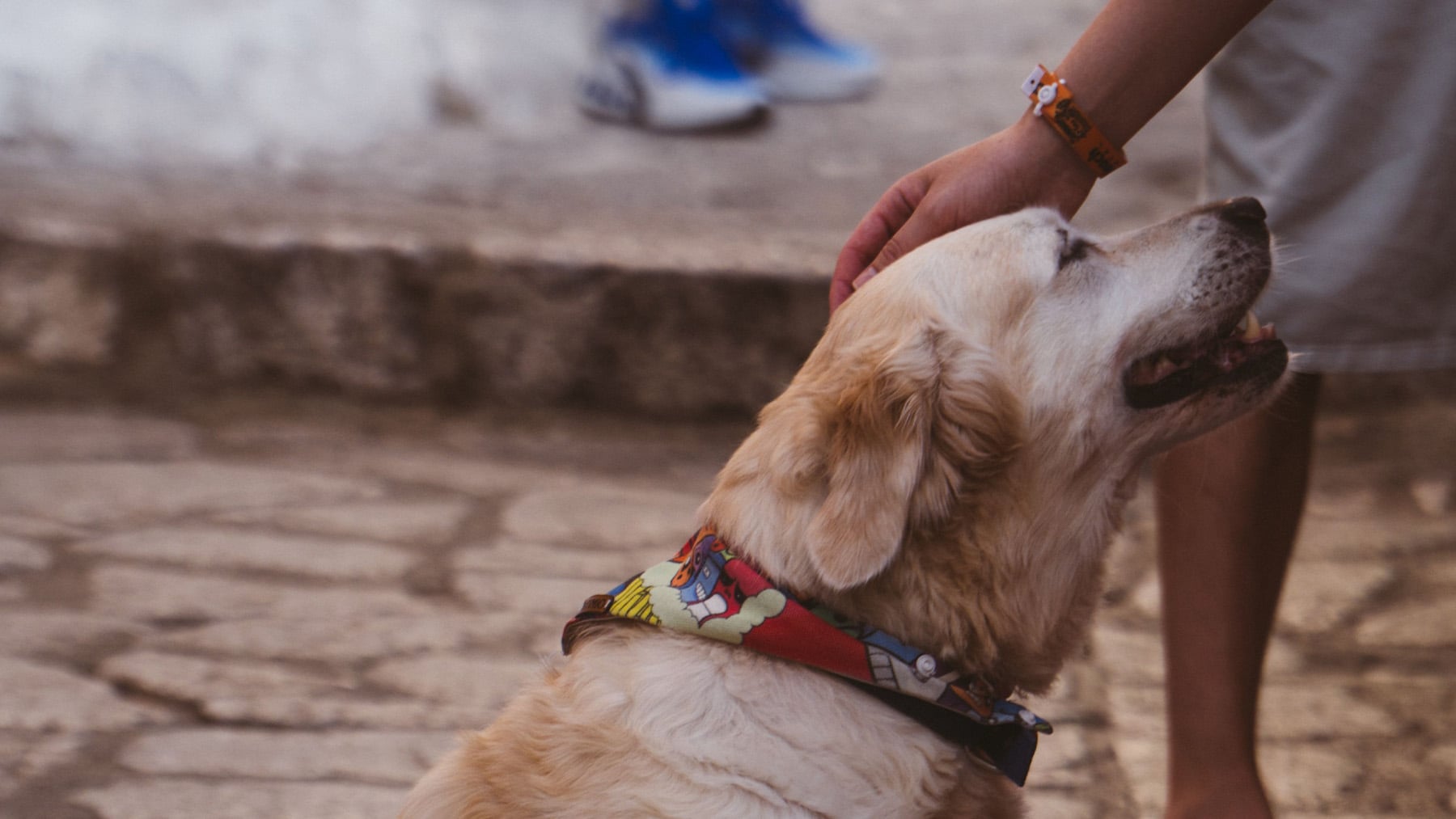 Persona acariciando perro. Foto: Pexels.