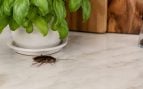 Cucarachas, insectos, animales