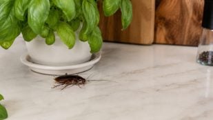 Cucarachas, insectos, animales