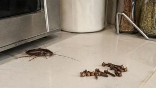 Cucarachas, insectos, animales
