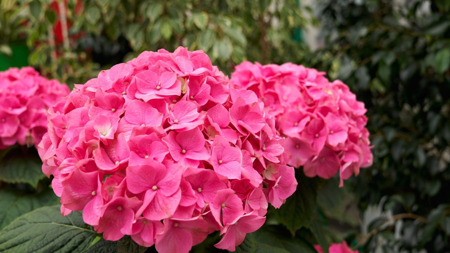 La mejor planta para un balcón lleno de flores en Asturias: necesita sombra y cambia de color durante el año