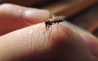 insectos
