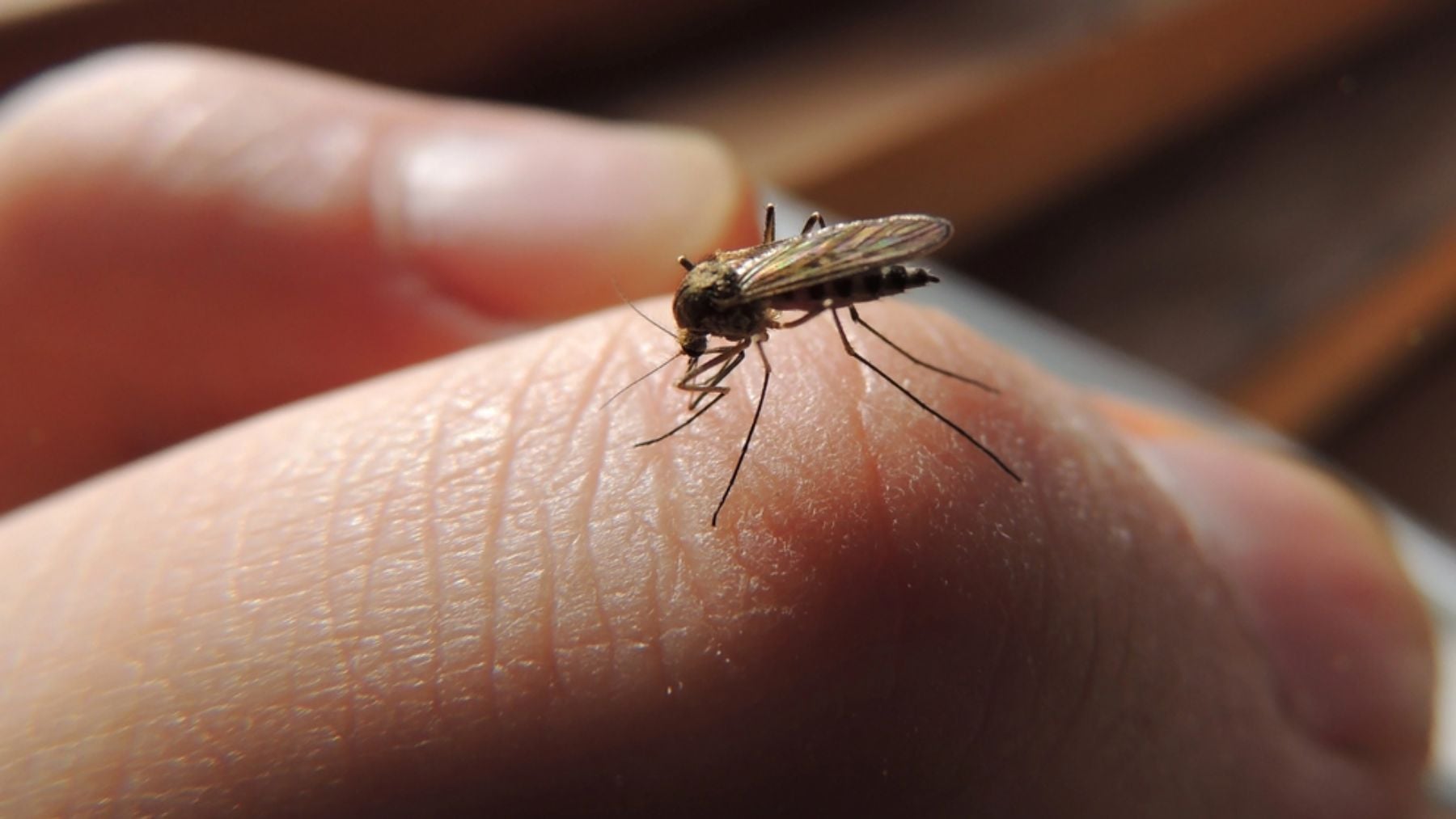 Los ocho insectos más comunes del verano y cómo tratar sus picaduras de forma correcta