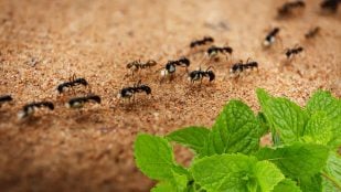 Hormigas