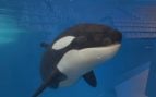 Portada Loro Parque