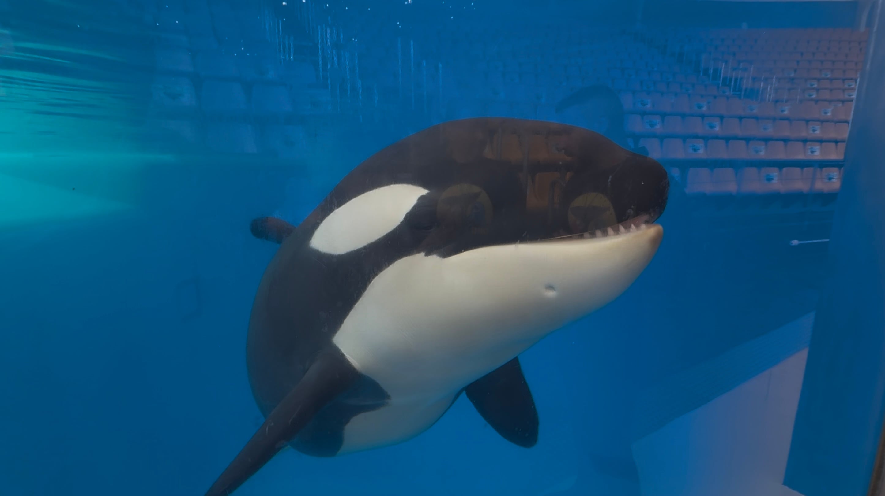 Teno, la cría de orca evoluciona en el tanque de agua frente a sus cuidadores.
