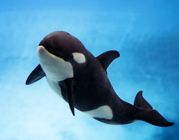 Teno. (Foto: Loro Parque).