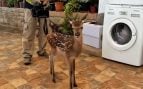 Andreíta, la cervatilla rescatada del incendio de Villanueva de los Castillejos