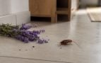 Cucarachas, insectos, animales, planta