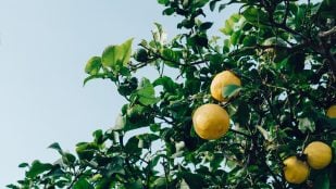 limonero