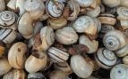 Caracoles