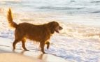 Playas para ir con el perro