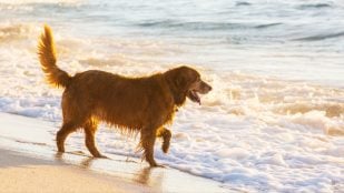 Playas para ir con el perro