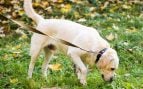 Perro, animales, mascotas