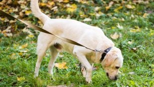Perro, animales, mascotas