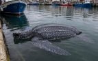 Avistamiento tortuga en Galicia, encuentran tortuga marina en La Coruña, avistamiento de tortugas en la Costa de la muerte.