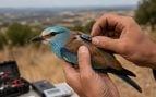 Aves, GPS, animales, curiosidades
