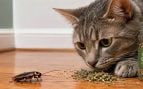 Gato, cucarachas, curiosidades
