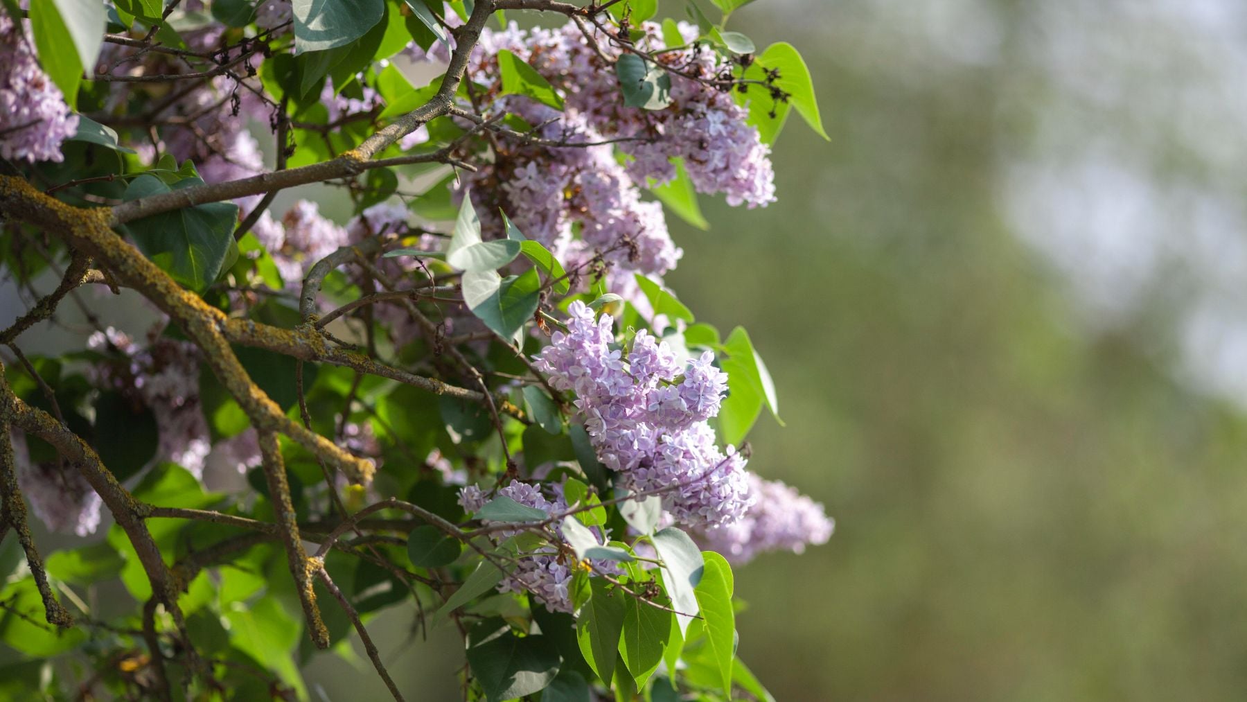 El árbol que crece rápido, ocupa poco espacio y da sombra en verano: la mejor alternativa para refrescar tu jardín
