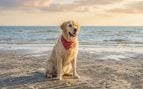 Playas para perros en Cantabria