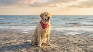 Playas para perros en Cantabria