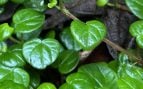 Planta, naturaleza, curiosidades