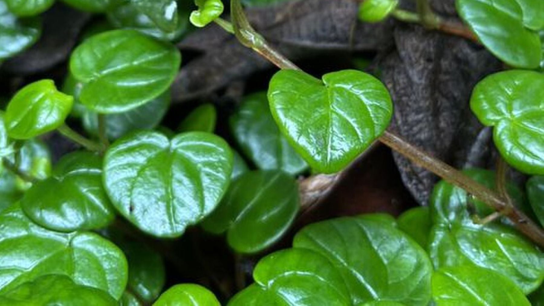 Peperomia. Foto: Wikimedia Commons // CC BY-SA 4.0 / Hipólito Ruiz López