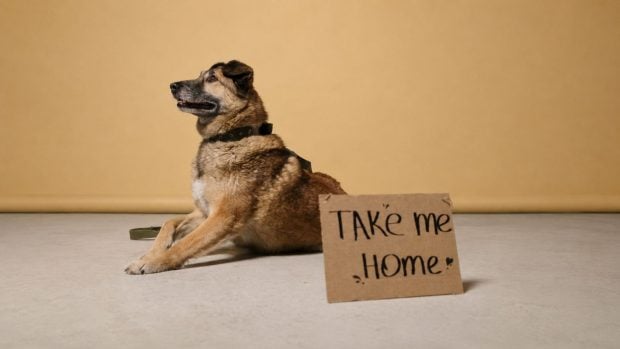 Condenada por hacerse pasar por una falsa protectora de animales para estafar a 31 personas