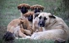 Condenada por hacerse pasar por una falsa protectora de animales para estafar a 31 personas