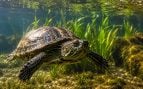 tortuga, animal, especie, tortuga de mar
