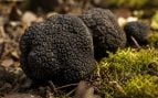 Trufa Negra de Teruel, trufa negra de teruel IGP, primera trufa negra que obtiene IGP, Europa protege trufa de Teruel, mejor trufa negra, diamante negro de Aragón y trufas.