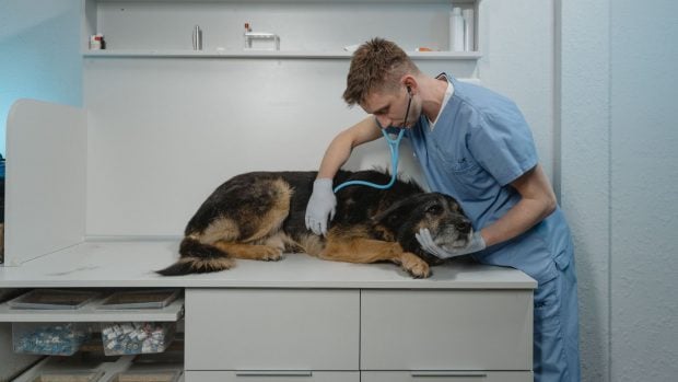 Condenada por hacerse pasar por una falsa protectora de animales para estafar a 31 personas