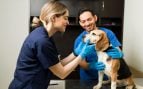 Mascotas, veterinarios, curiosidades