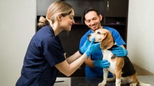 Mascotas, veterinarios, curiosidades