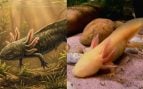 especie de ajolote más antigua conocida en México