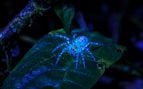 Araña, animales, insectos
