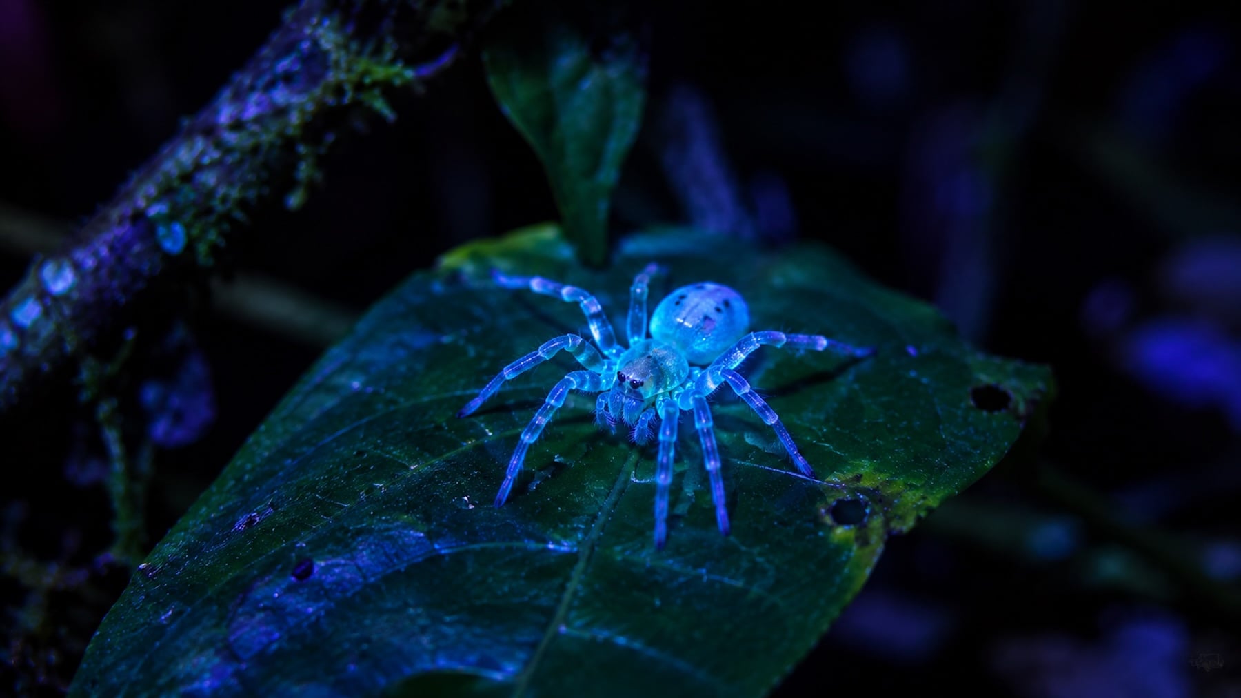 Gran noticia para los biólogos pero no para los miedosos: descubren una araña que emite luz azul fluorescente en una de las regiones más remotas de África