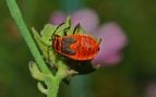 insectos rojos