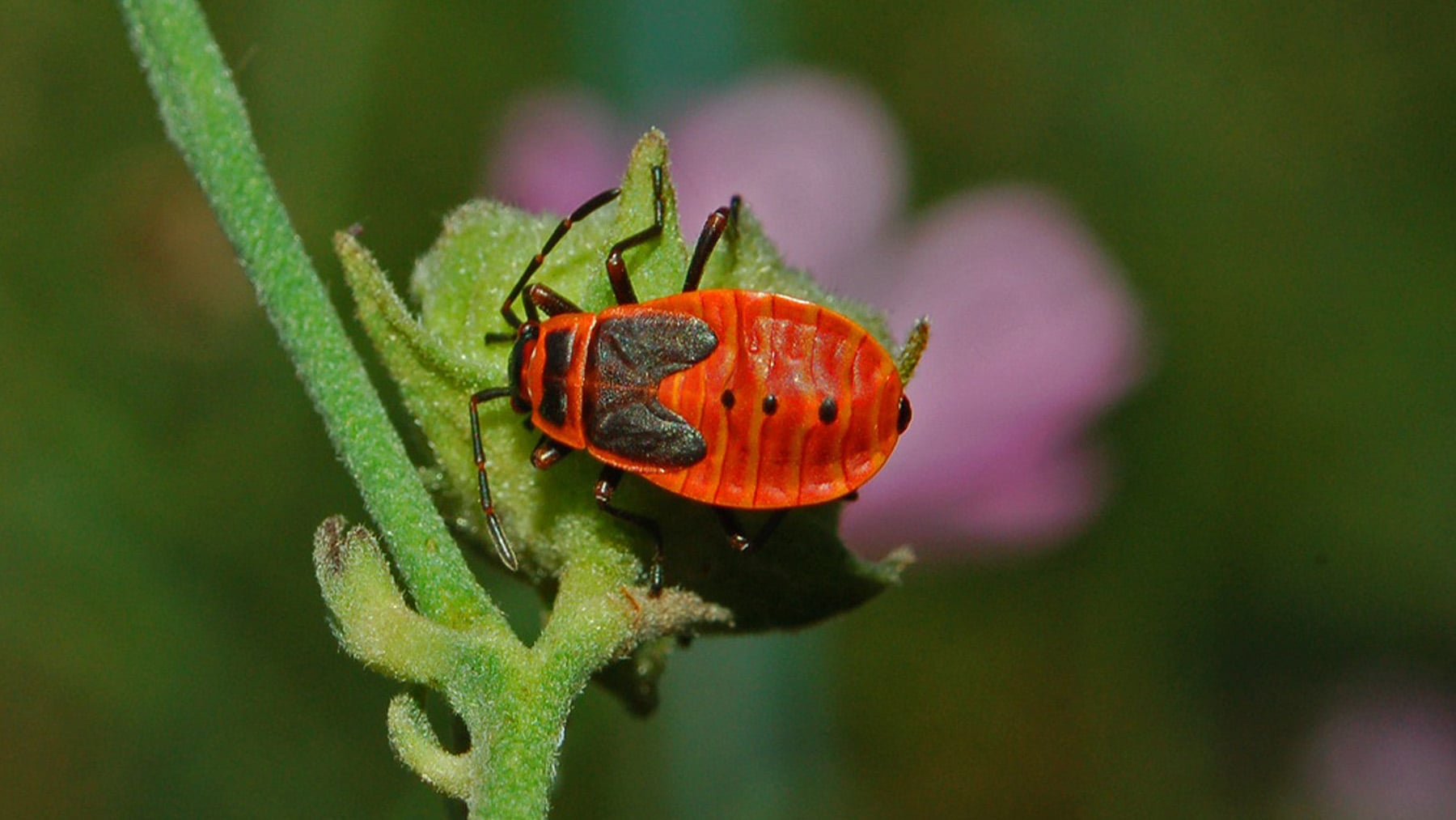 No hay que dramatizar aún porque no es peligrosa, pero esta plaga de insectos rojos ha llegado para quedarse y ya toma todo el Levante español