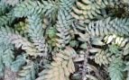 Planta, jardines, naturaleza