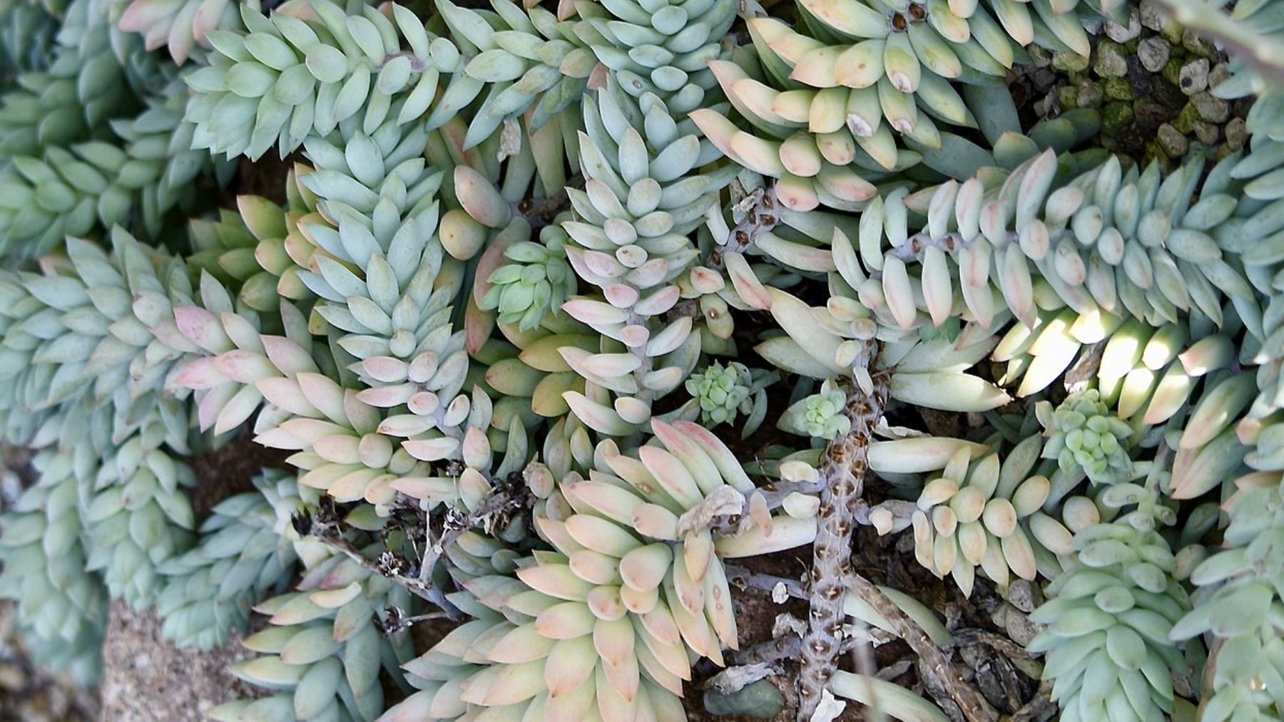 El nombre da risa, pero es una las plantas más resistentes al calor que puedes poner en un jardín del sur de España