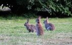 Plaga de conejos en la agricultura, plaga cítricos Comunidad Valenciana, sobrepoblación de conejos en la Comunidad Valenciana.