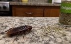 Especia, cucarachas, insectos