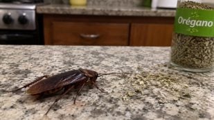 Especia, cucarachas, insectos