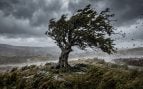 Qué quiere decir esta frase filosófica: «El roble más fuerte del bosque no es el que está protegido de la tormenta, sino el que se enfrenta a sus vientos»